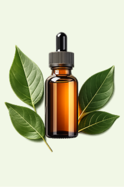 CBD Oil