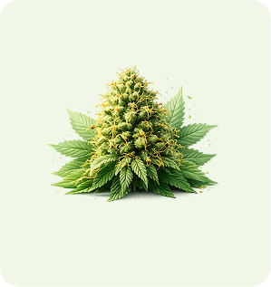 Indica Product