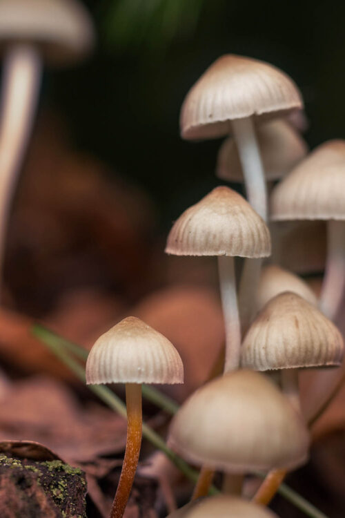 Mini shrooms