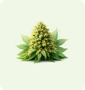 Indica Product