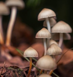Psilocybe Bohemica mushrooms in the autumn forest among fallen leaves.